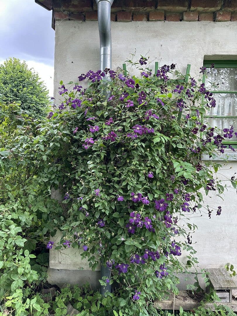 Prodej domu 145 m², pozemek 900 m², Gnevkow, Mecklenburg-Vorpommern Prodej domu 145 m², pozemek 900 m², Gnevkow, Mecklenburg-Vorpommern