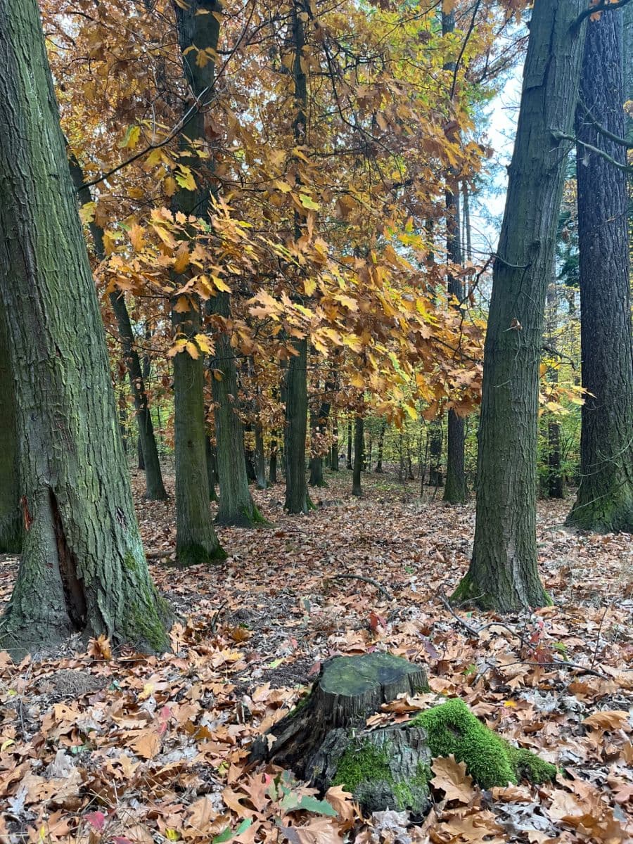 Pronájem bytu 2+kk 57 m², Generála Šišky, Praha, Praha Pronájem bytu 2+kk 57 m², Generála Šišky, Praha, Praha