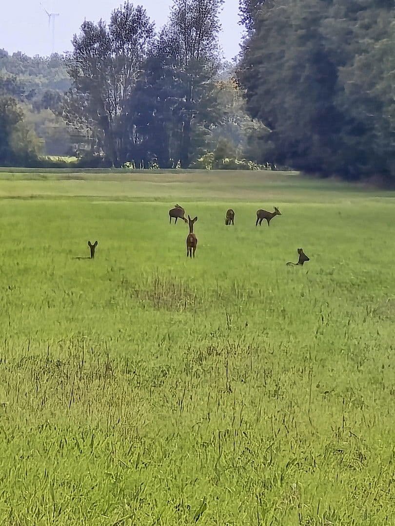 Pronájem domu 134 m², pozemek 1.484 m², Elbuferstraße 51, Tespe, Dolní Sasko Pronájem domu 134 m², pozemek 1.484 m², Elbuferstraße 51, Tespe, Dolní Sasko