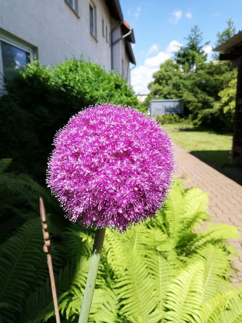 Pronájem kanceláře 510 m², Adersheimer Straße 17, Wolfenbüttel, Dolní Sasko Pronájem kanceláře 510 m², Adersheimer Straße 17, Wolfenbüttel, Dolní Sasko