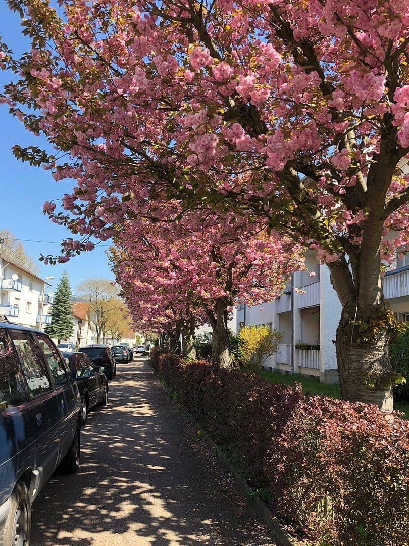 Pronájem bytu 2+1 56 m², Waldstr7, Gaggenau, Bádensko-Württembersko Pronájem bytu 2+1 56 m², Waldstr7, Gaggenau, Bádensko-Württembersko