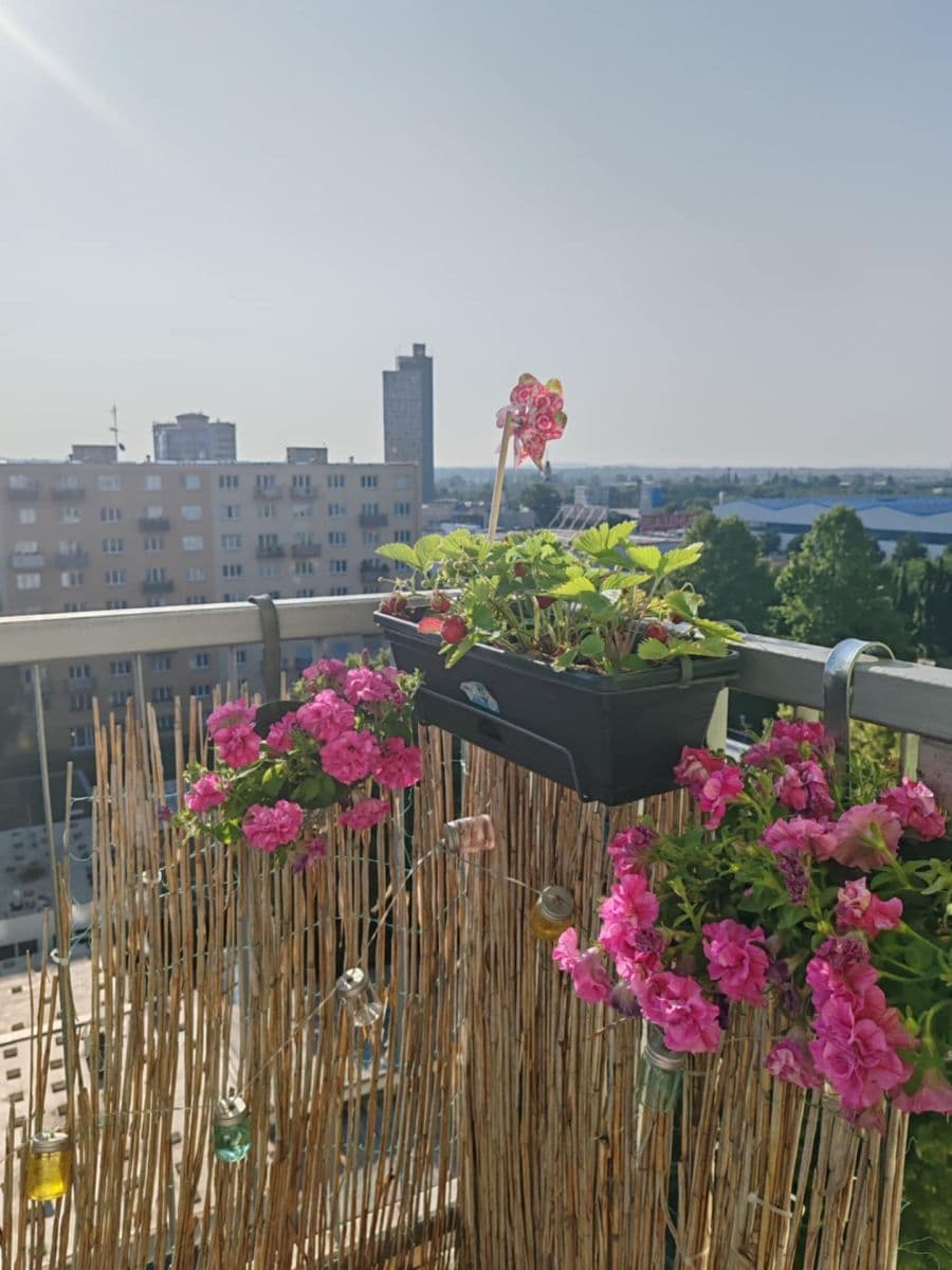 Prodej bytu 4+kk 75 m², Renneská třída, Brno, Jihomoravský kraj Prodej bytu 4+kk 75 m², Renneská třída, Brno, Jihomoravský kraj