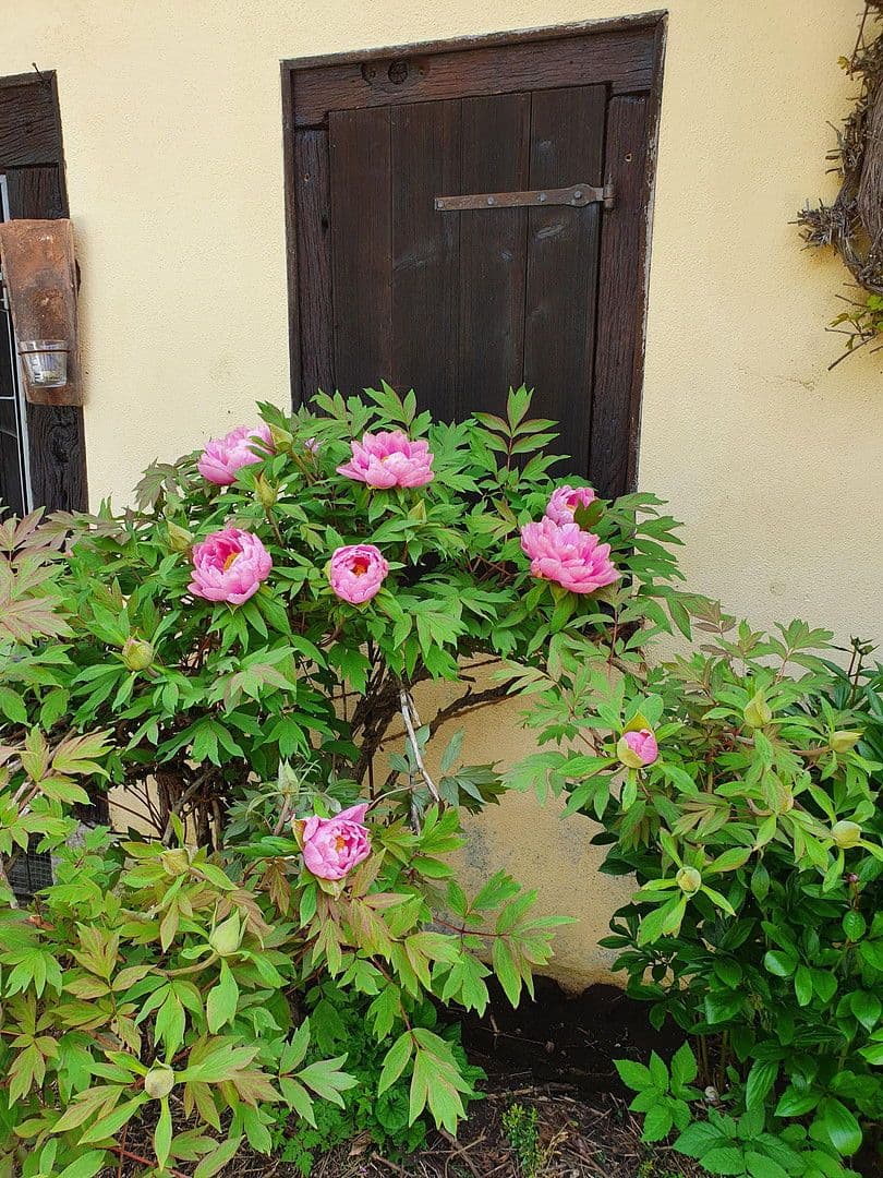 Pronájem bytu 2+1 72 m², Eigeltingen, Bádensko-Württembersko Pronájem bytu 2+1 72 m², Eigeltingen, Bádensko-Württembersko