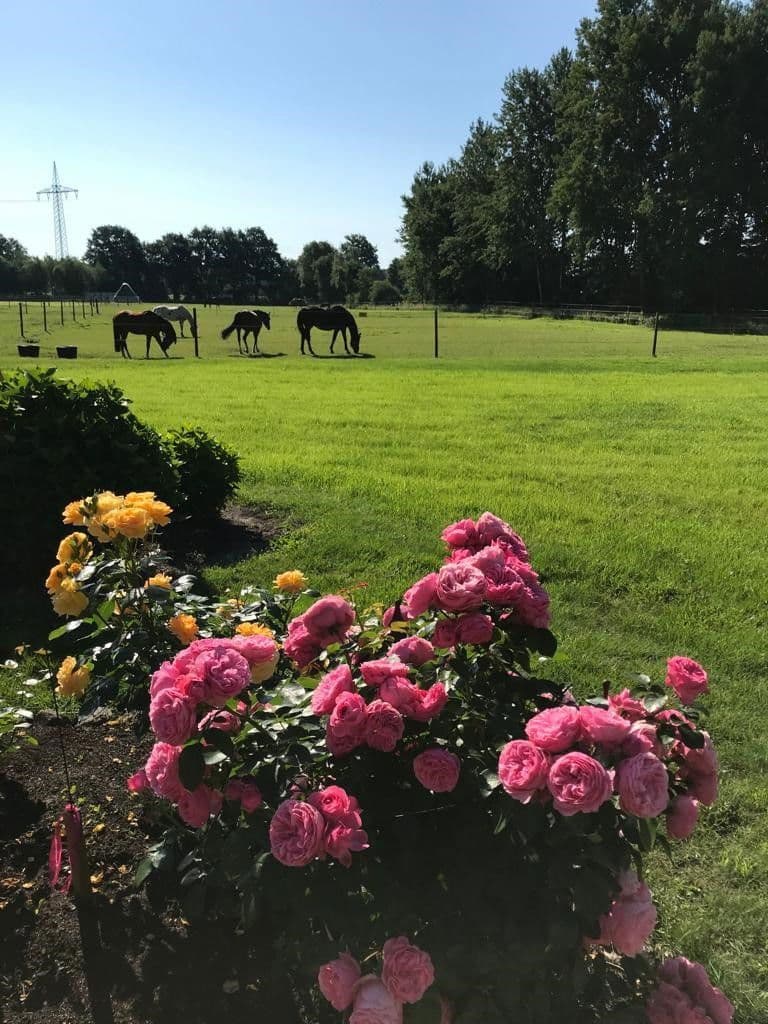 Pronájem bytu 1+1 37 m², Neulehe, Dolní Sasko Pronájem bytu 1+1 37 m², Neulehe, Dolní Sasko