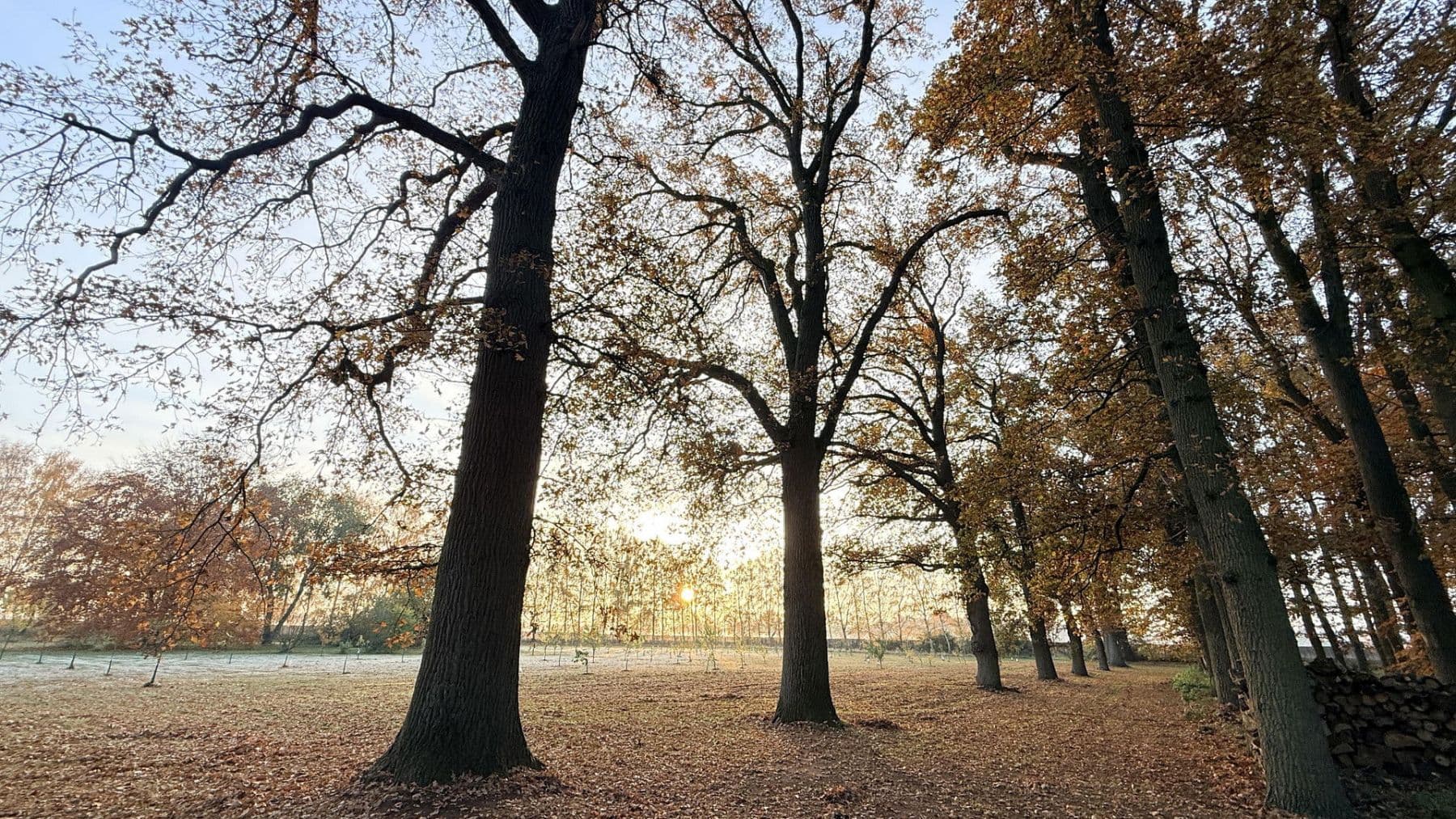 Prodej domu 877 m², pozemek 23.976 m², Balge, Dolní Sasko Prodej domu 877 m², pozemek 23.976 m², Balge, Dolní Sasko