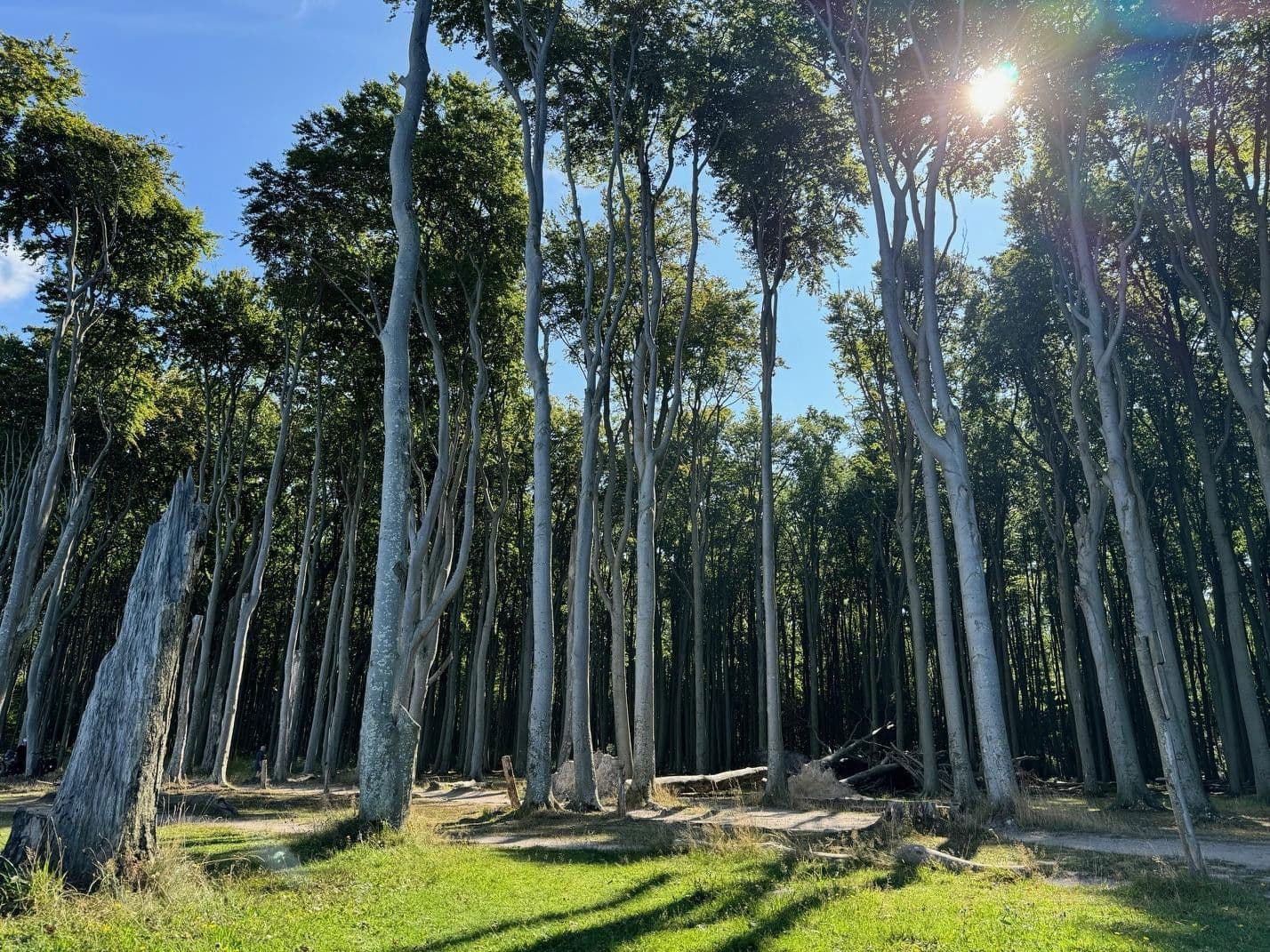 Prodej nebytového prostoru 644 m², Börgerende-Rethwisch, Mecklenburg-Vorpommern Prodej nebytového prostoru 644 m², Börgerende-Rethwisch, Mecklenburg-Vorpommern