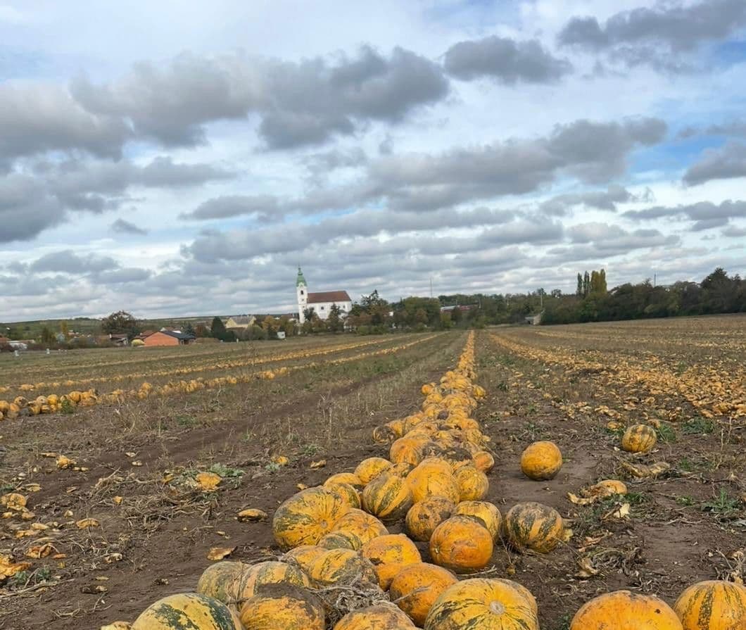 Prodej pozemku 1.031 m², Im Eislauf, Unterretzbach, Dolní Rakousko Prodej pozemku 1.031 m², Im Eislauf, Unterretzbach, Dolní Rakousko