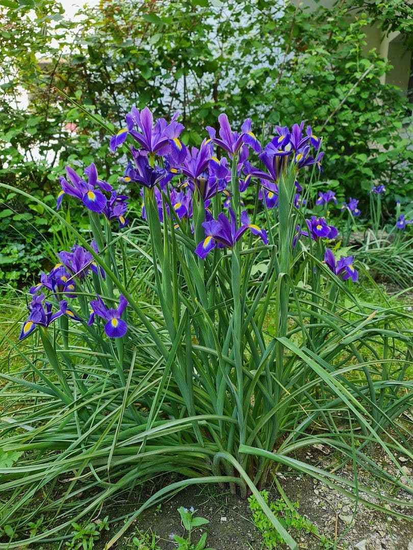 Pronájem bytu 2+1 60 m², Düsseldorf, Severní Porýní-Vestfálsko Pronájem bytu 2+1 60 m², Düsseldorf, Severní Porýní-Vestfálsko