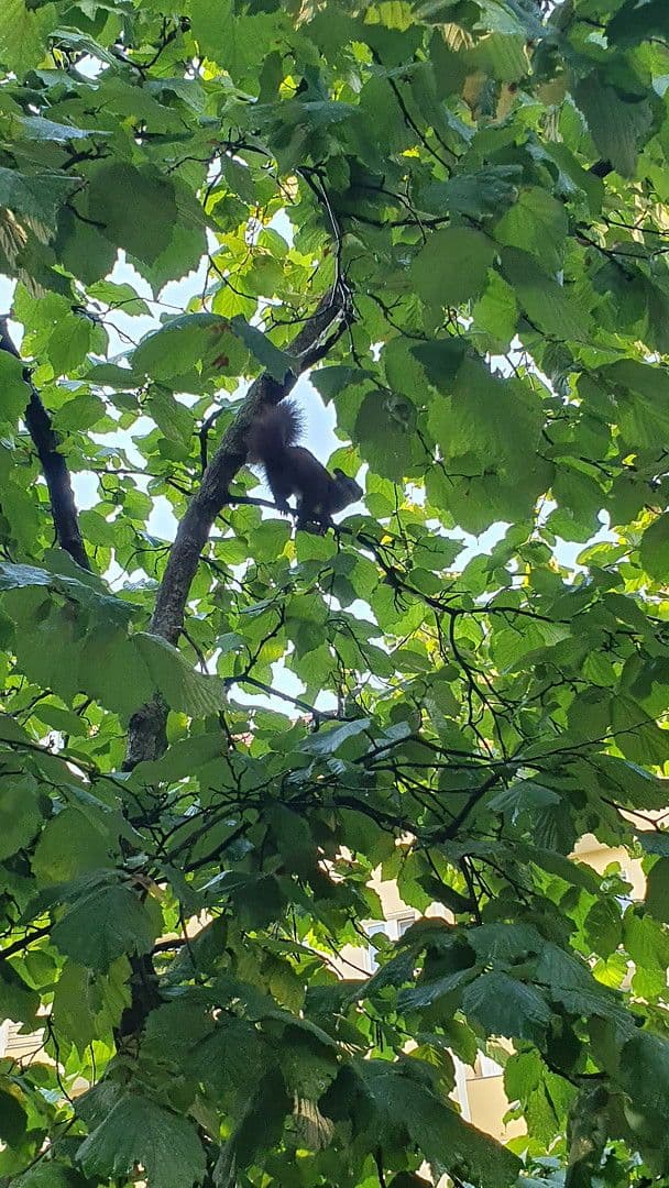 Pronájem bytu 2+1 55 m², Uhlandstraße 103a, Berlin, Berlín Pronájem bytu 2+1 55 m², Uhlandstraße 103a, Berlin, Berlín