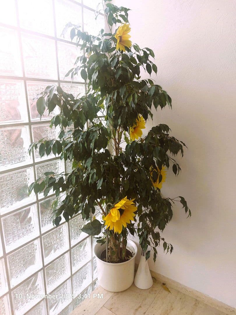 Pronájem bytu 2+1 63 m², iffeldorf, Bavorsko Pronájem bytu 2+1 63 m², iffeldorf, Bavorsko