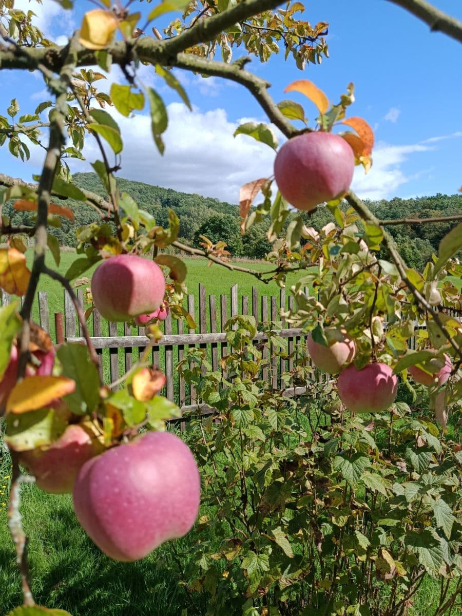 Prodej domu 100 m², pozemek 2.200 m², Žandov, Liberecký kraj Prodej domu 100 m², pozemek 2.200 m², Žandov, Liberecký kraj
