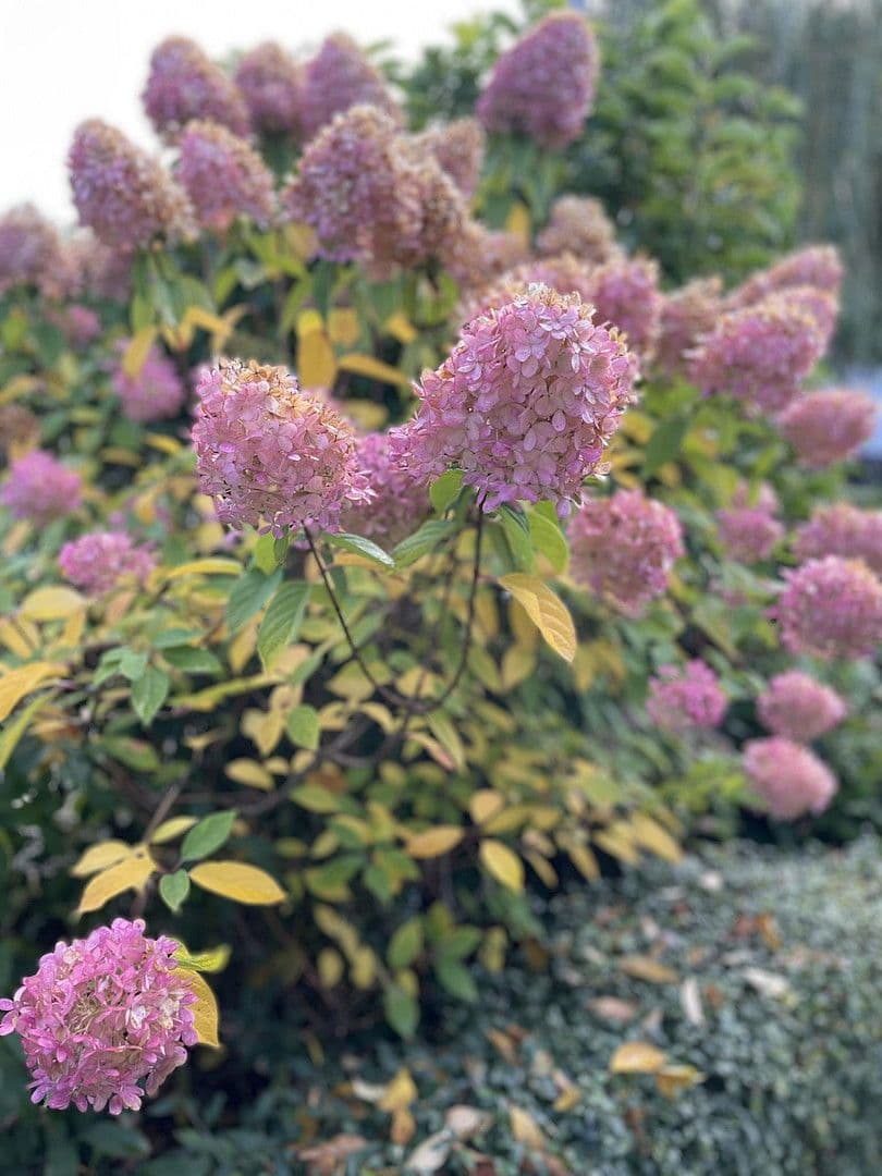 Prodej domu 91 m², pozemek 511 m², Berlin Tempelhof-Schöneberg, Berlín Prodej domu 91 m², pozemek 511 m², Berlin Tempelhof-Schöneberg, Berlín