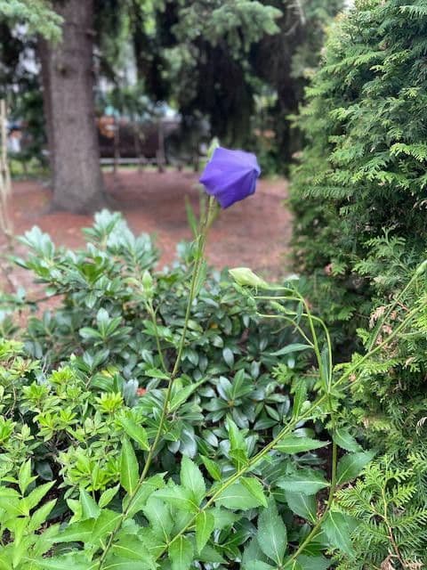 Prodej domu 90 m², pozemek 450 m², Berlin, Berlín Prodej domu 90 m², pozemek 450 m², Berlin, Berlín