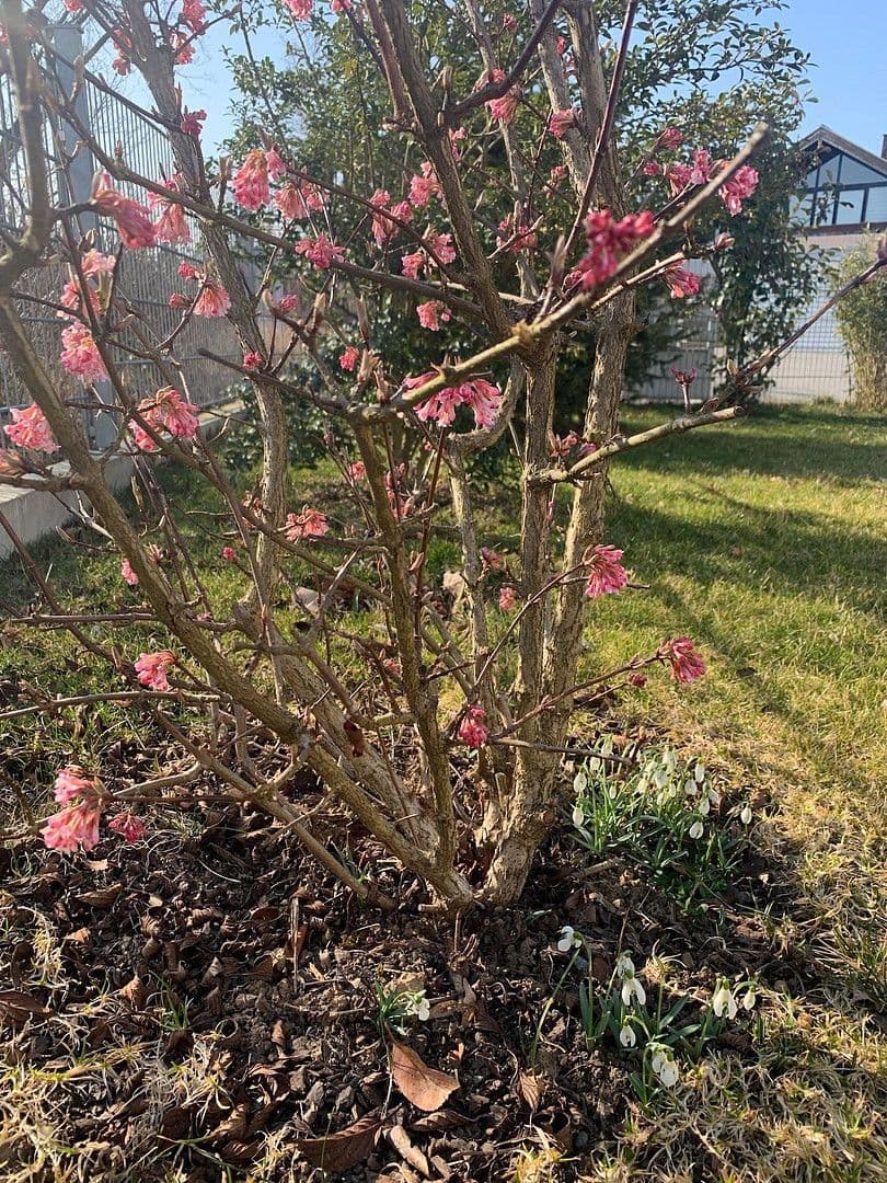 Prodej domu 150 m², pozemek 399 m², Kirchentellinsfurt, Bádensko-Württembersko Prodej domu 150 m², pozemek 399 m², Kirchentellinsfurt, Bádensko-Württembersko