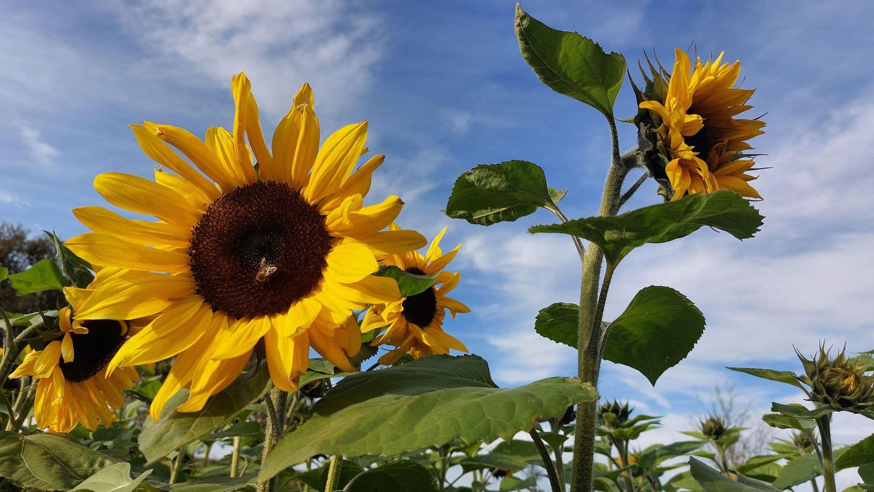 Prodej domu 180 m², pozemek 850 m², Finkenweg 16, Calw, Bádensko-Württembersko Prodej domu 180 m², pozemek 850 m², Finkenweg 16, Calw, Bádensko-Württembersko