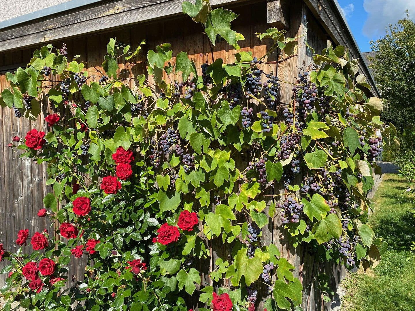 Prodej domu 146 m², pozemek 334 m², Emmi-Ruben-Weg 19F, Hamburg, Hamburg Prodej domu 146 m², pozemek 334 m², Emmi-Ruben-Weg 19F, Hamburg, Hamburg