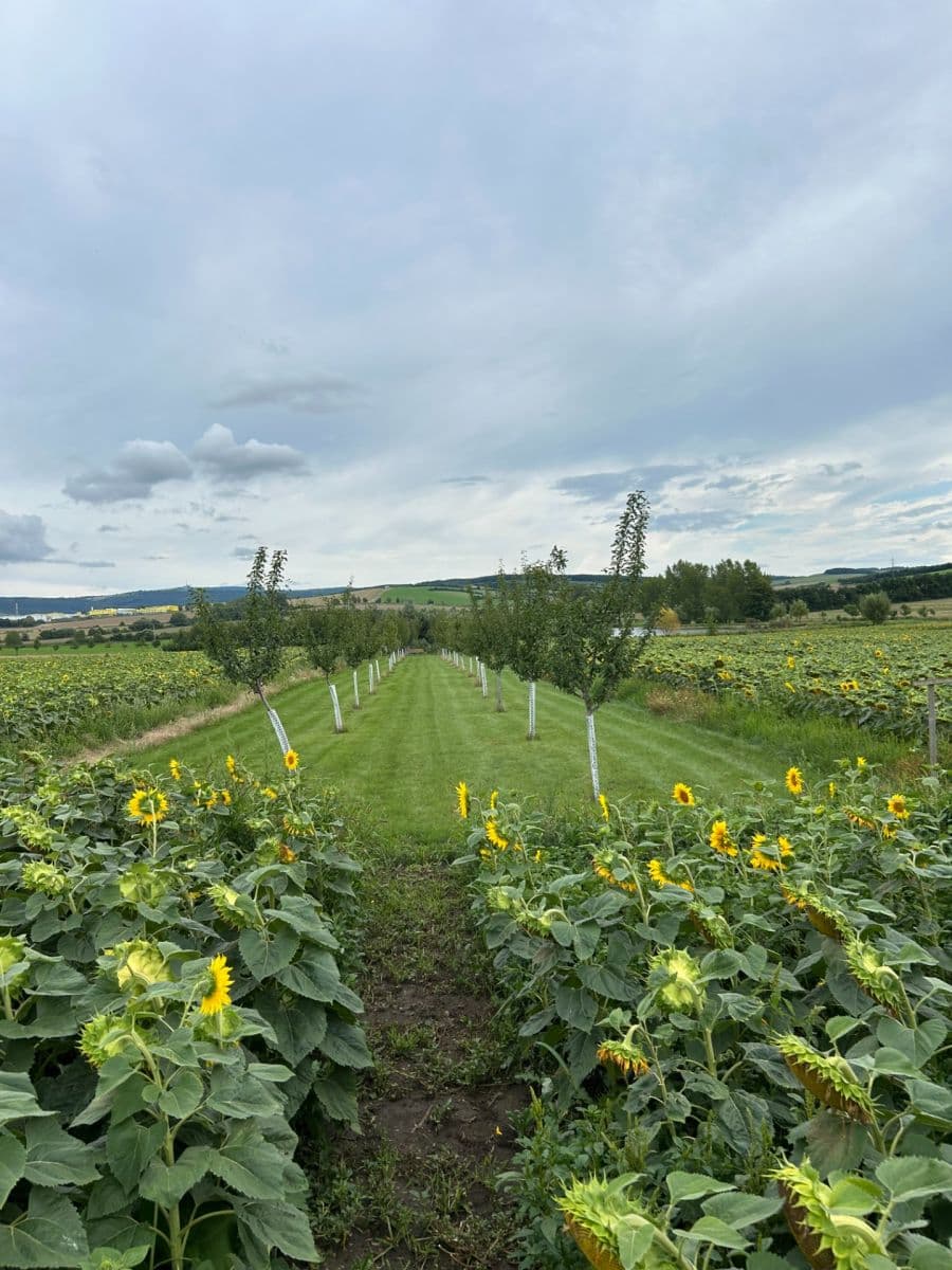 Prodej pozemku 2.899 m², Dolní Němčí, Zlínský kraj Prodej pozemku 2.899 m², Dolní Němčí, Zlínský kraj