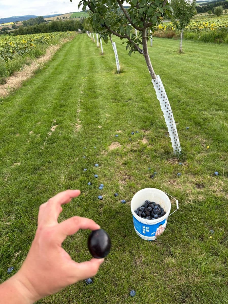 Prodej pozemku 2.899 m², Dolní Němčí, Zlínský kraj Prodej pozemku 2.899 m², Dolní Němčí, Zlínský kraj