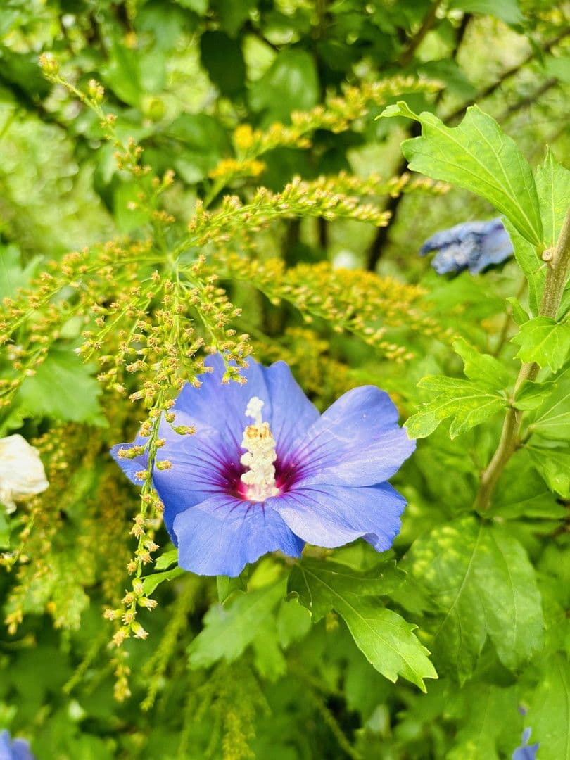 Prodej pozemku 701 m², Lohrberg, Seckbach, Frankfurt am Main, Hessen Prodej pozemku 701 m², Lohrberg, Seckbach, Frankfurt am Main, Hessen