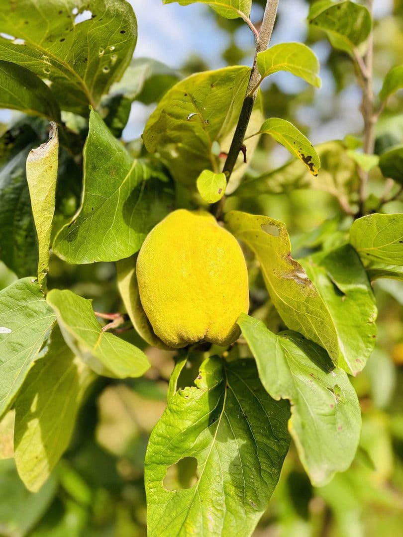 Prodej pozemku 701 m², Lohrberg, Seckbach, Frankfurt am Main, Hessen Prodej pozemku 701 m², Lohrberg, Seckbach, Frankfurt am Main, Hessen