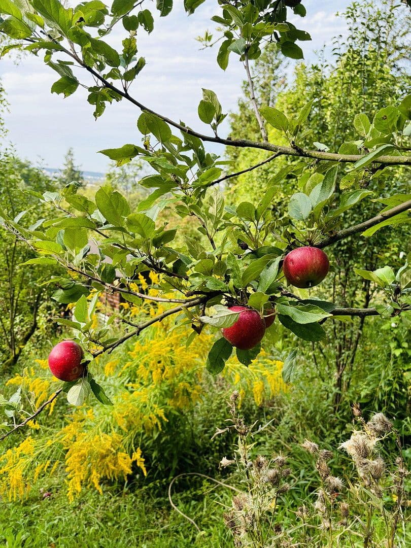 Prodej pozemku 701 m², Lohrberg, Seckbach, Frankfurt am Main, Hessen Prodej pozemku 701 m², Lohrberg, Seckbach, Frankfurt am Main, Hessen