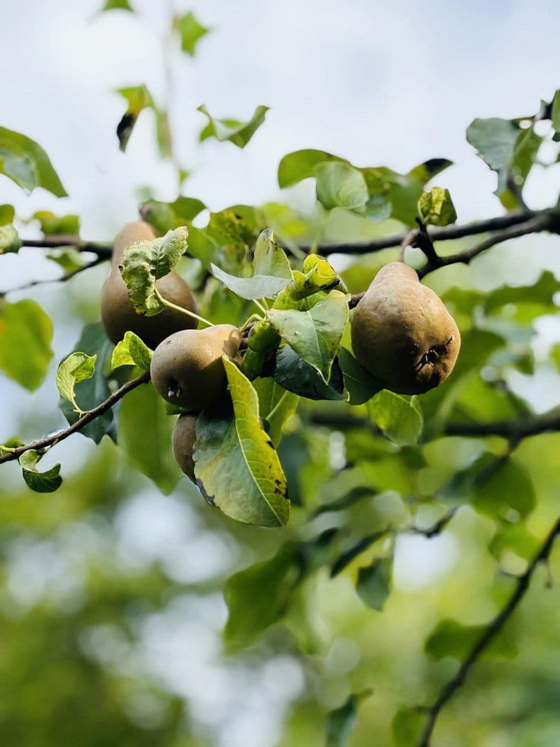 Prodej pozemku 701 m², Lohrberg, Seckbach, Frankfurt am Main, Hessen Prodej pozemku 701 m², Lohrberg, Seckbach, Frankfurt am Main, Hessen