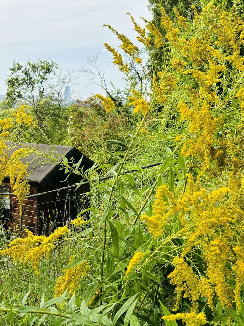 Prodej pozemku 701 m², Lohrberg, Seckbach, Frankfurt am Main, Hessen Prodej pozemku 701 m², Lohrberg, Seckbach, Frankfurt am Main, Hessen