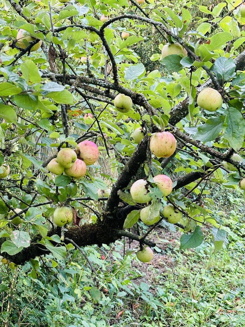 Prodej pozemku 701 m², Lohrberg, Seckbach, Frankfurt am Main, Hessen Prodej pozemku 701 m², Lohrberg, Seckbach, Frankfurt am Main, Hessen