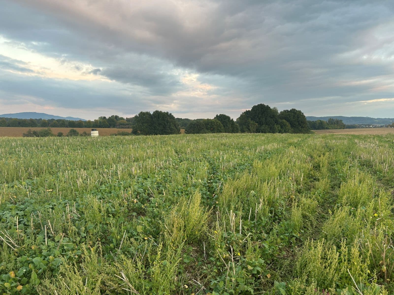 Prodej pozemku 1.203 m², Paceřice, Liberecký kraj Prodej pozemku 1.203 m², Paceřice, Liberecký kraj