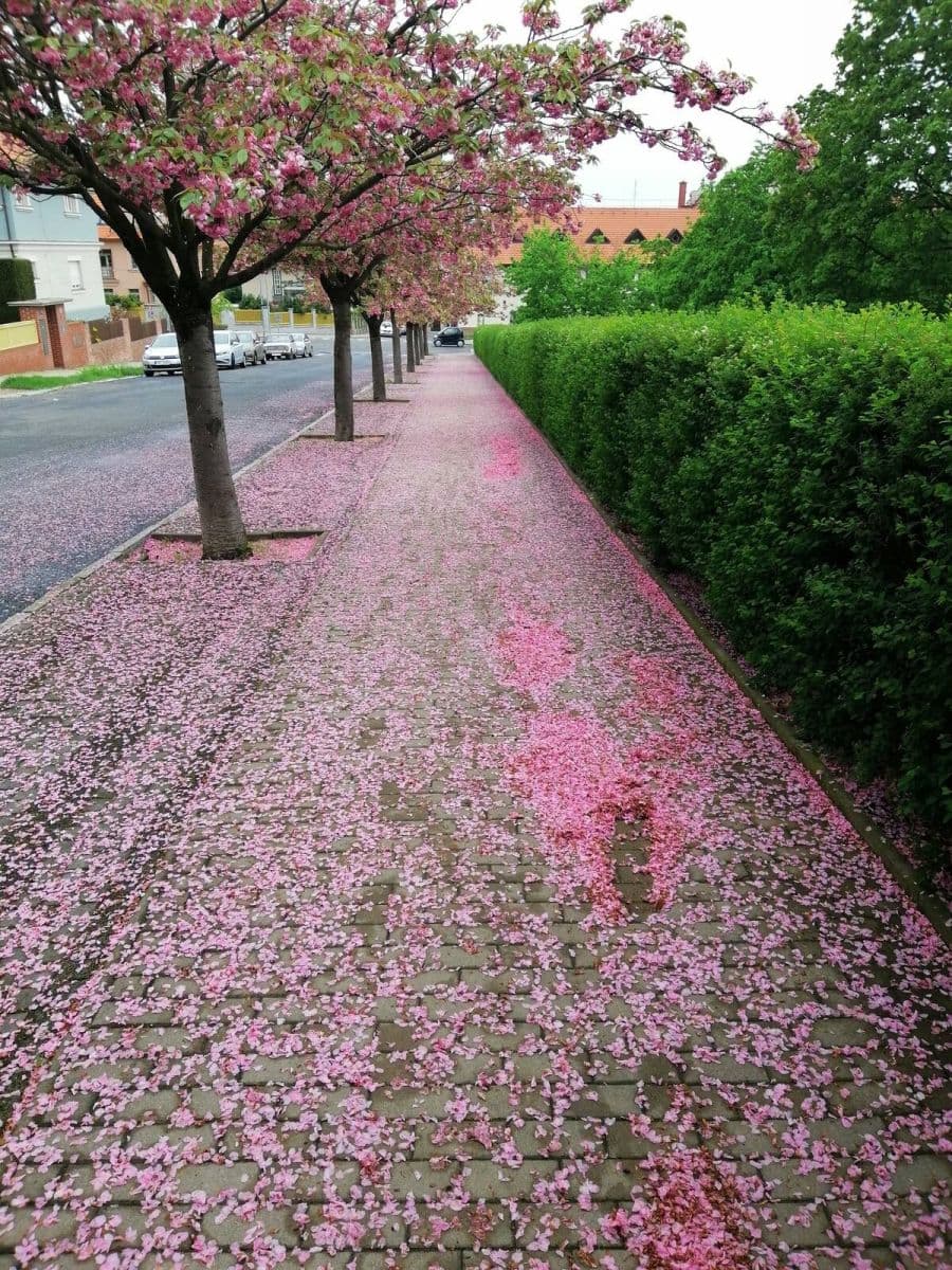 Pronájem bytu 2+1 62 m², Macharovo náměstí, Praha, Praha Pronájem bytu 2+1 62 m², Macharovo náměstí, Praha, Praha