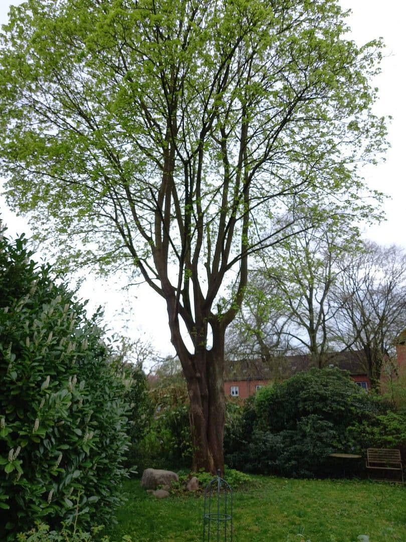 Prodej domu 114 m², pozemek 768 m², Bremen St. Magnus, Bremen Prodej domu 114 m², pozemek 768 m², Bremen St. Magnus, Bremen