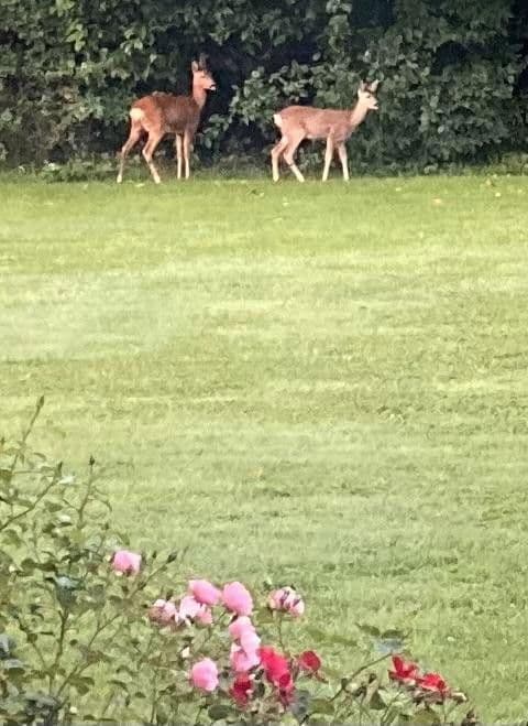 Prodej domu 173 m², pozemek 3.994 m², Eutin, Šlesvicko-Holštýnsko Prodej domu 173 m², pozemek 3.994 m², Eutin, Šlesvicko-Holštýnsko