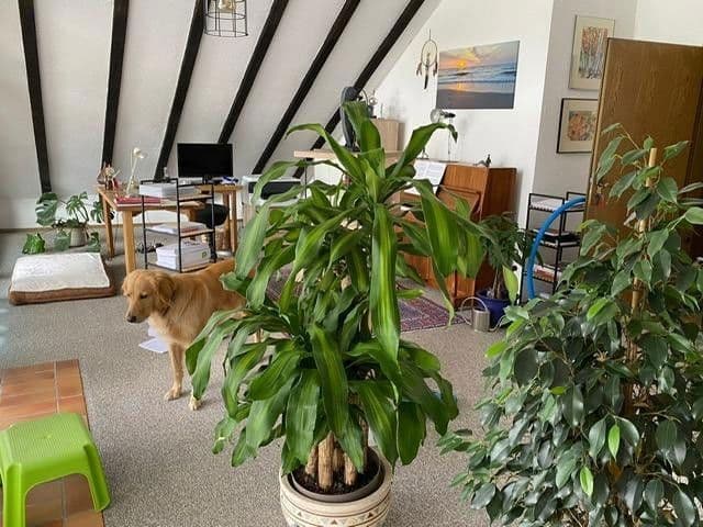 Pronájem domu 193 m², pozemek 580 m², Haschbach am Remigiusberg, Porýní-Falc Pronájem domu 193 m², pozemek 580 m², Haschbach am Remigiusberg, Porýní-Falc