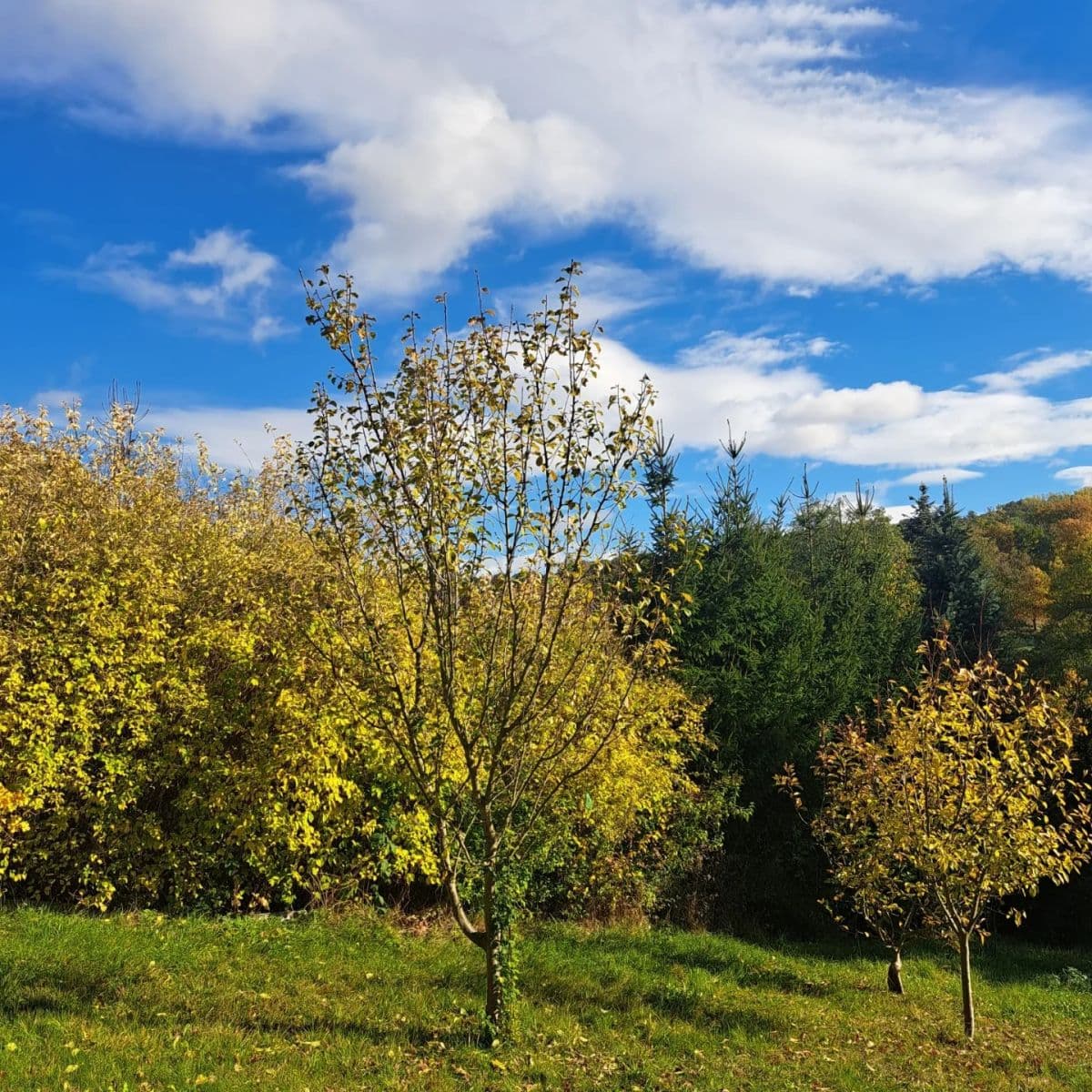 Prodej pozemku 1.904 m², Svinaře, Středočeský kraj Prodej pozemku 1.904 m², Svinaře, Středočeský kraj