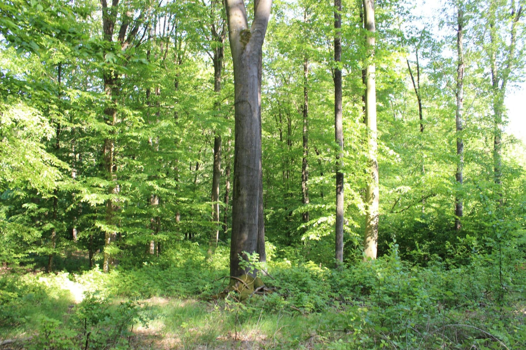 Prodej pozemku 32.570 m², Bojkovice, Zlínský kraj Prodej pozemku 32.570 m², Bojkovice, Zlínský kraj