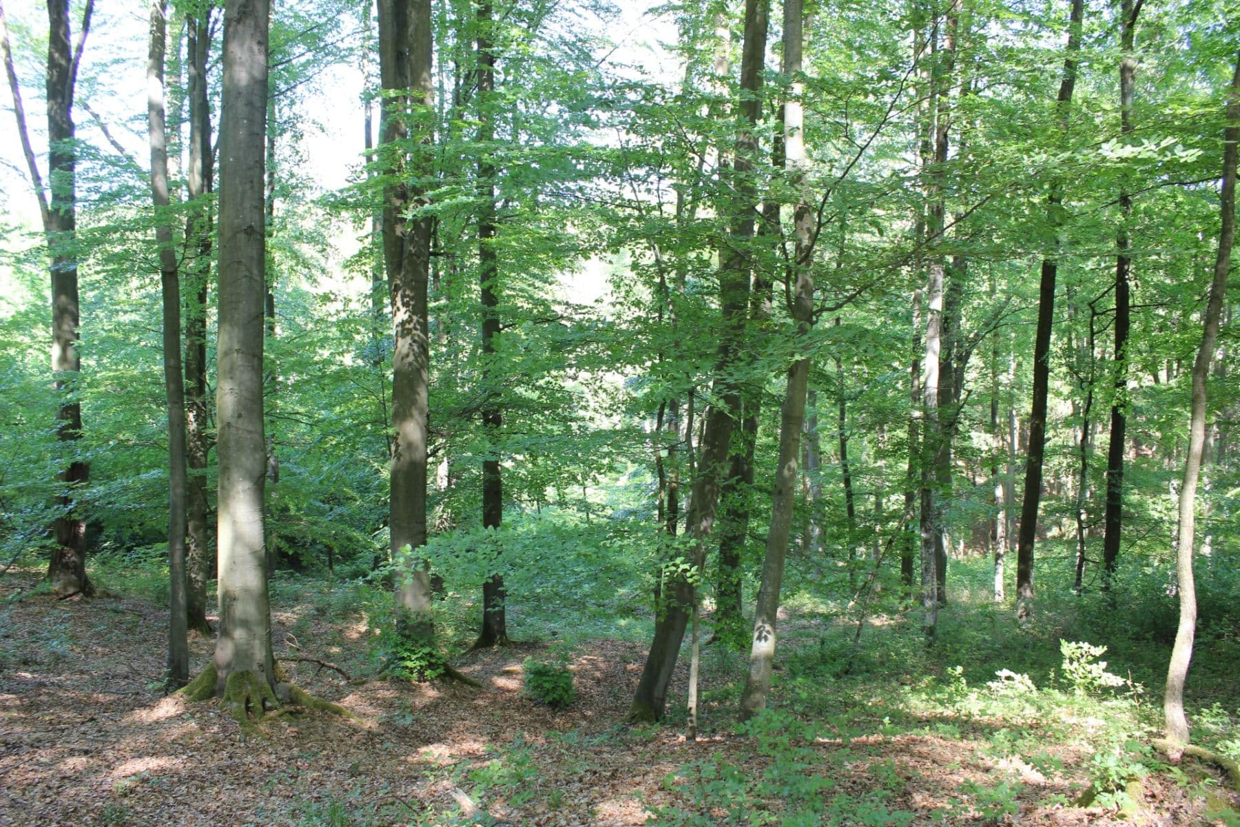 Prodej pozemku 32.570 m², Bojkovice, Zlínský kraj Prodej pozemku 32.570 m², Bojkovice, Zlínský kraj