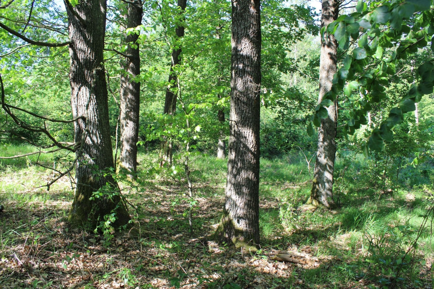 Prodej pozemku 32.570 m², Bojkovice, Zlínský kraj Prodej pozemku 32.570 m², Bojkovice, Zlínský kraj