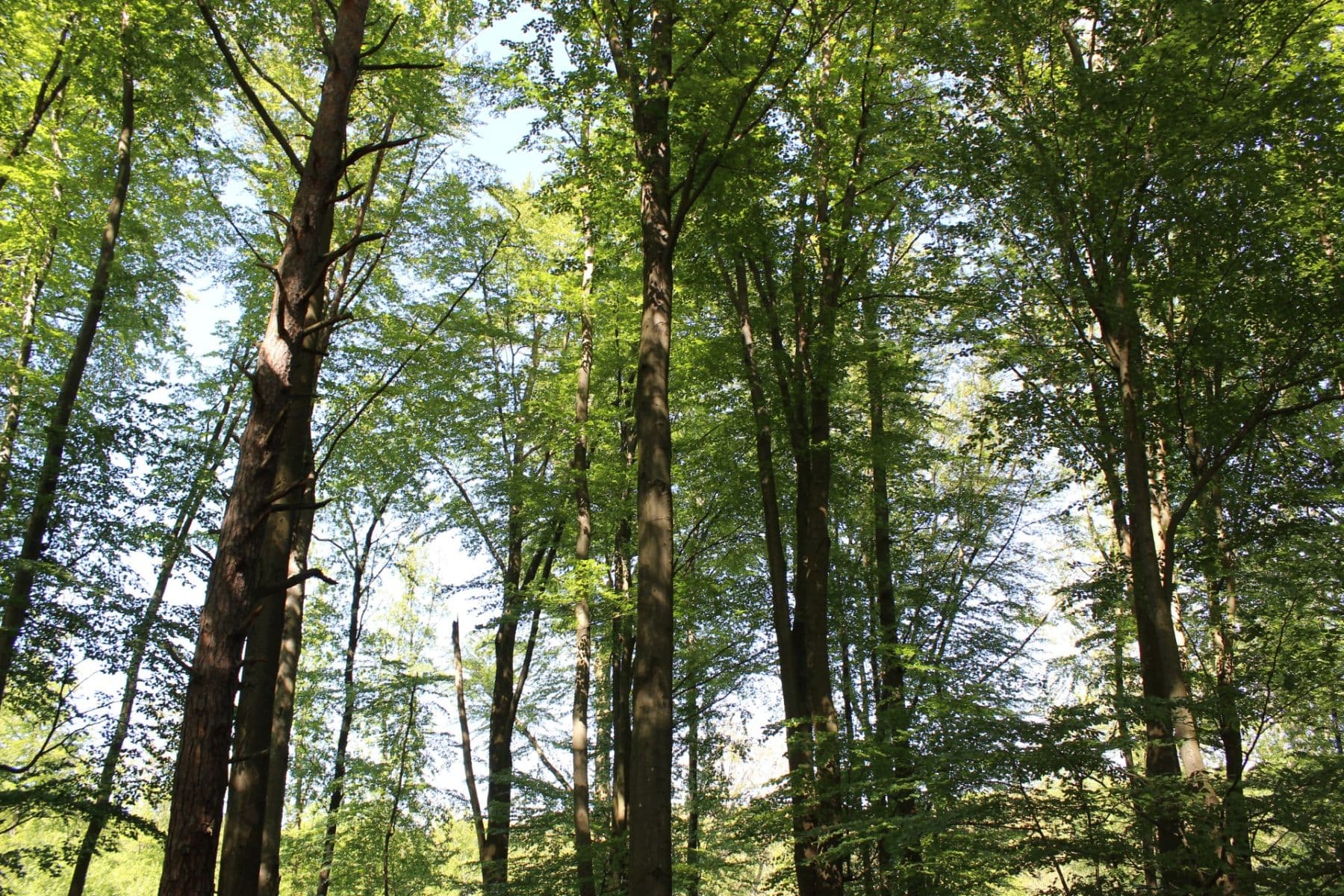 Prodej pozemku 32.570 m², Bojkovice, Zlínský kraj Prodej pozemku 32.570 m², Bojkovice, Zlínský kraj