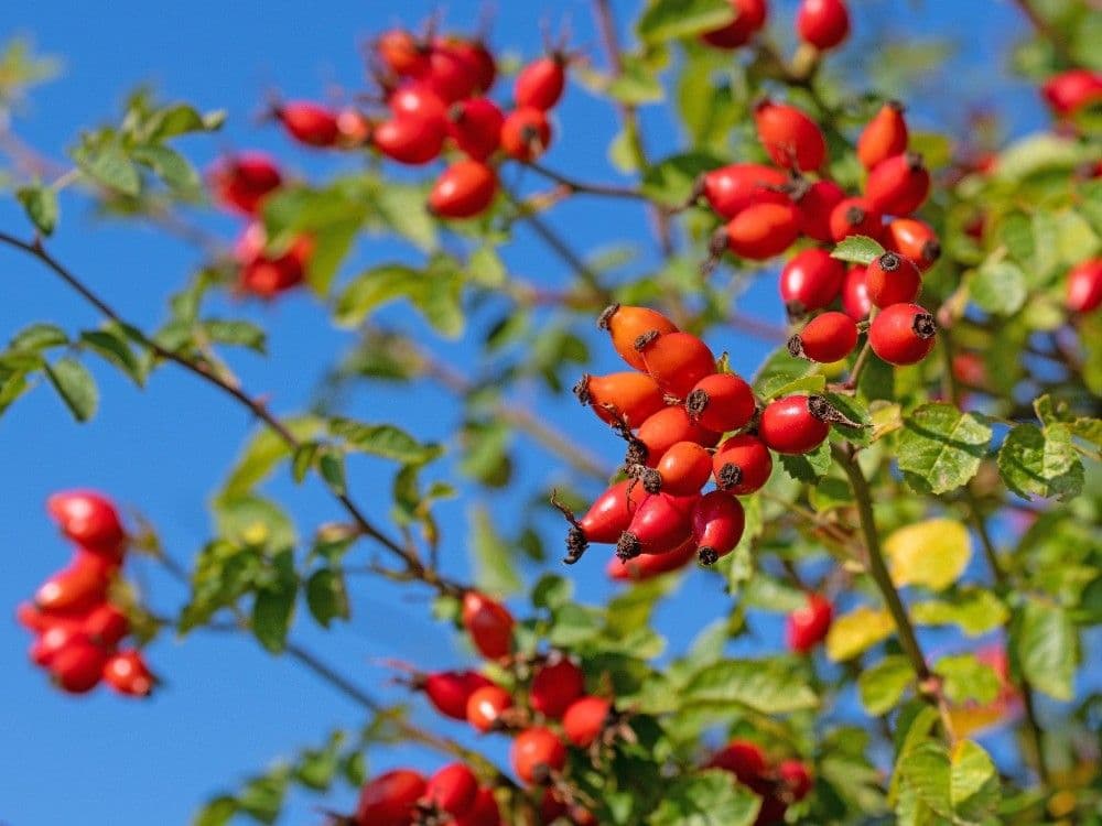 Pronájem bytu 25 m², Na struze, Olomouc, Olomoucký kraj Pronájem bytu 25 m², Na struze, Olomouc, Olomoucký kraj