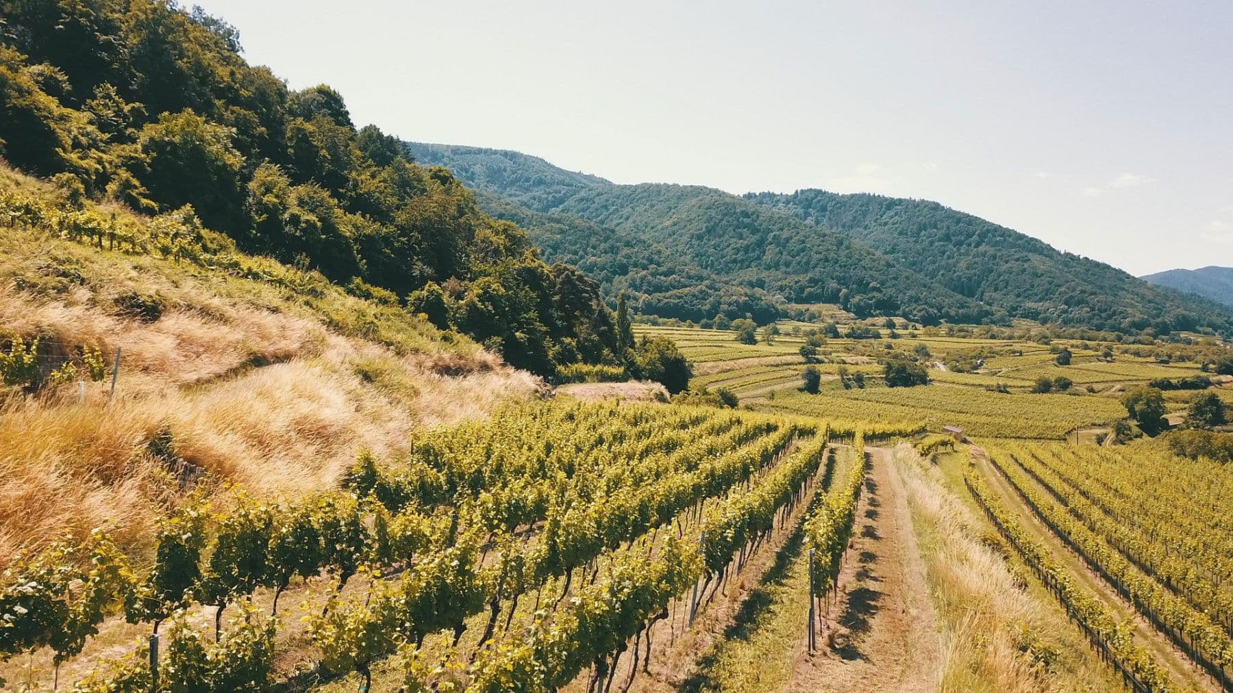 Prodej pozemku 3.596 m², Mitterarnsdorf, Dolní Rakousko Prodej pozemku 3.596 m², Mitterarnsdorf, Dolní Rakousko