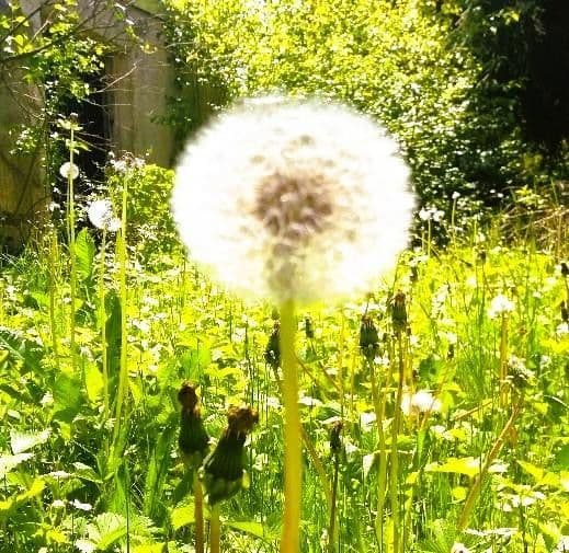 Pronájem domu 250 m², pozemek 980 m², Wangen im Allgäu, Bádensko-Württembersko Pronájem domu 250 m², pozemek 980 m², Wangen im Allgäu, Bádensko-Württembersko