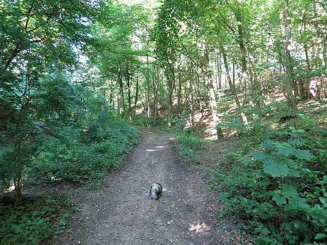 Prodej pozemku 8.326 m², Wiesengrund, Waldesch, Porýní-Falc Prodej pozemku 8.326 m², Wiesengrund, Waldesch, Porýní-Falc