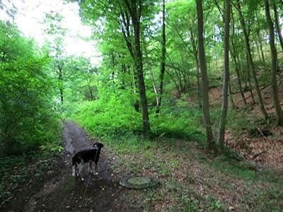 Prodej pozemku 8.326 m², Wiesengrund, Waldesch, Porýní-Falc Prodej pozemku 8.326 m², Wiesengrund, Waldesch, Porýní-Falc