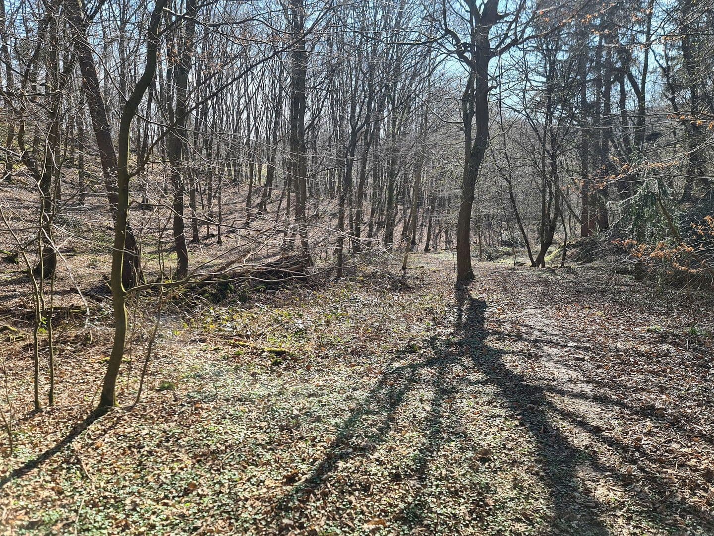 Prodej pozemku 8.326 m², Wiesengrund, Waldesch, Porýní-Falc Prodej pozemku 8.326 m², Wiesengrund, Waldesch, Porýní-Falc