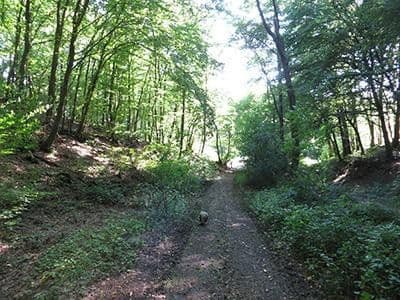 Prodej pozemku 8.326 m², Wiesengrund, Waldesch, Porýní-Falc Prodej pozemku 8.326 m², Wiesengrund, Waldesch, Porýní-Falc