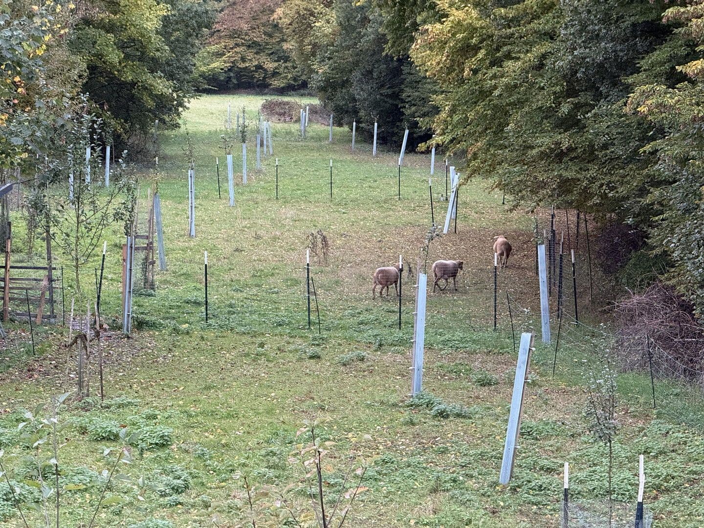 Prodej domu 150 m², pozemek 730 m², Schechingen, Bádensko-Württembersko Prodej domu 150 m², pozemek 730 m², Schechingen, Bádensko-Württembersko