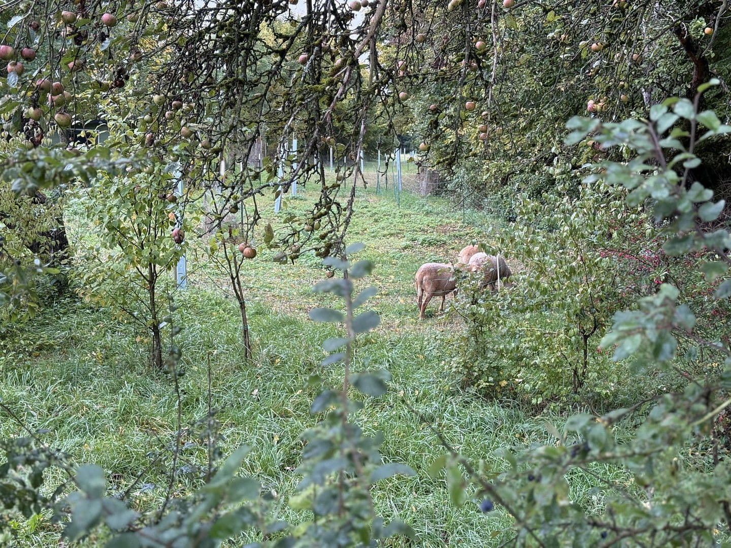 Prodej domu 150 m², pozemek 730 m², Schechingen, Bádensko-Württembersko Prodej domu 150 m², pozemek 730 m², Schechingen, Bádensko-Württembersko