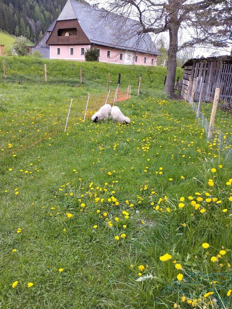 Prodej domu 55 m², pozemek 4.789 m², Schwarzviertel 20, Möderbrugg, Štýrsko Prodej domu 55 m², pozemek 4.789 m², Schwarzviertel 20, Möderbrugg, Štýrsko