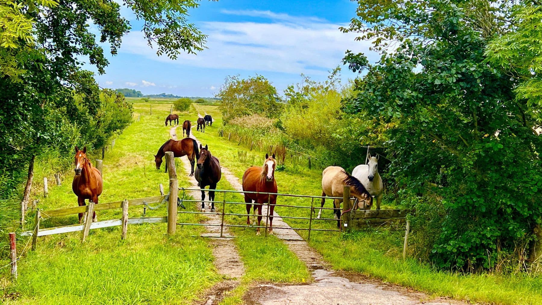 Prodej domu 105 m², pozemek 400 m², Bövergeest 28, Sankt Peter-Ording, Šlesvicko-Holštýnsko Prodej domu 105 m², pozemek 400 m², Bövergeest 28, Sankt Peter-Ording, Šlesvicko-Holštýnsko