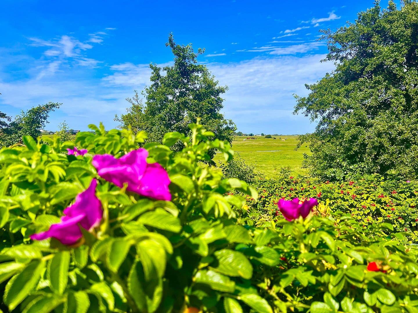 Prodej domu 105 m², pozemek 400 m², Bövergeest 28, Sankt Peter-Ording, Šlesvicko-Holštýnsko Prodej domu 105 m², pozemek 400 m², Bövergeest 28, Sankt Peter-Ording, Šlesvicko-Holštýnsko